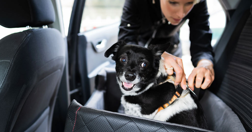 Viaggiare con gli animali